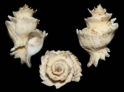 photo of three seashells thumbnail