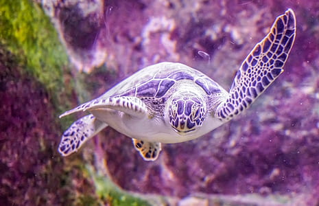 black sea turtle thumbnail