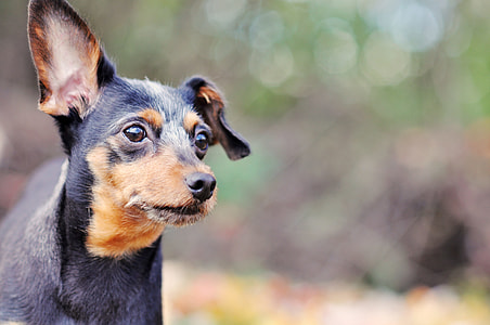 black and tan Miniature Pinscher thumbnail