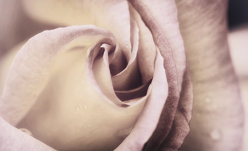 white rose flower selective focus photography thumbnail