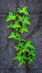 green leaf thumbnail