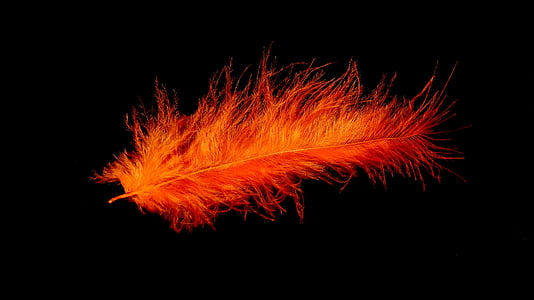 red feather wallpaper thumbnail