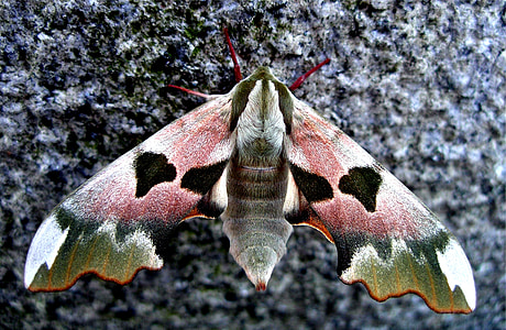 pink and green hawk moth in close-up photography thumbnail