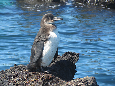 penguin standing on rock thumbnail