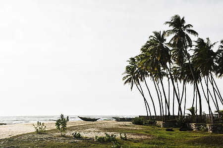 green coconut trees thumbnail