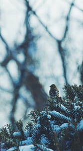 bird perched on pinetree selective focus photography thumbnail