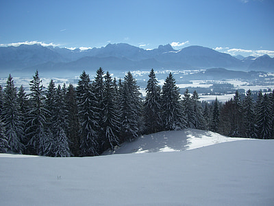 green pine trees on white snow thumbnail