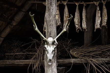 animal head mounted on brown wood thumbnail