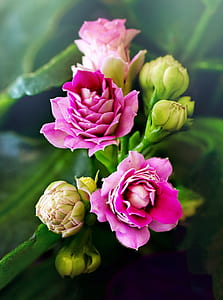 shallow focus photography of pink flowers thumbnail