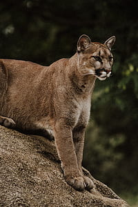 brown lioness on gray stone at daytime thumbnail