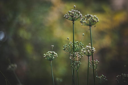 macro shot of flower buds thumbnail