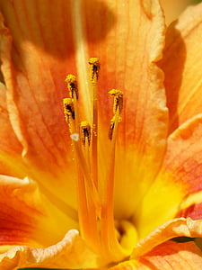 photo of orange flower thumbnail
