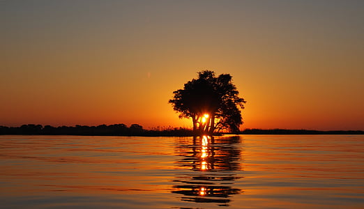 golden hour photography of silhouette of a tree next to body of water thumbnail