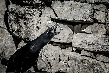 black sea lion about to catch fish thumbnail