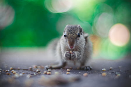 brown squirrel eating nuts in bokeh photography thumbnail