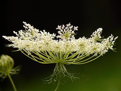 closeup photo of white petaled flowers thumbnail