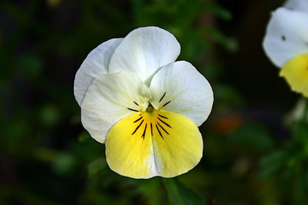 white and yellow flower thumbnail