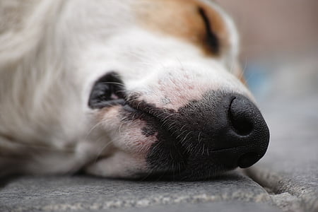 short-coated white and brown dog lying down on stone pavement thumbnail