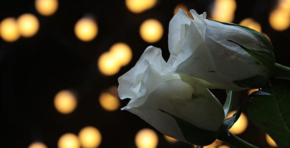white roses thumbnail