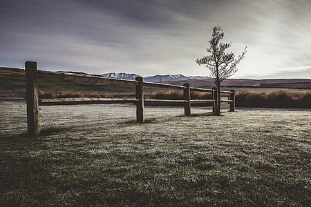 green leafed tree near brown wooden fence at daytime thumbnail