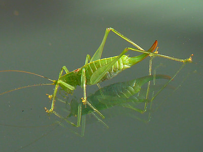 green grasshopper on green surface thumbnail