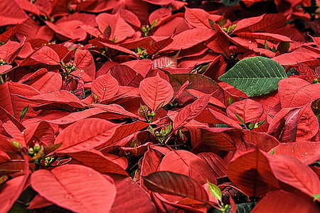 Poinsettia flowers thumbnail