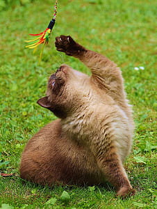 cat catching multicolored feather decor thumbnail