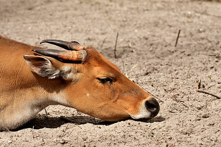 brown animal thumbnail