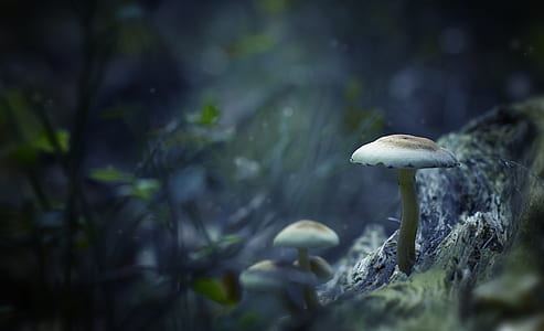 White Mushrooms Digital Wallpaper thumbnail