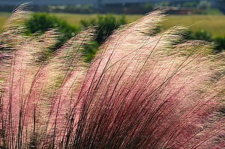 red-and-white fountain grasses thumbnail