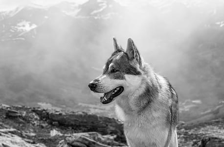 grayscale photography of adult Alaskan malamute thumbnail