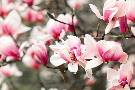 close up photo of pink cherry blossom during daytime thumbnail