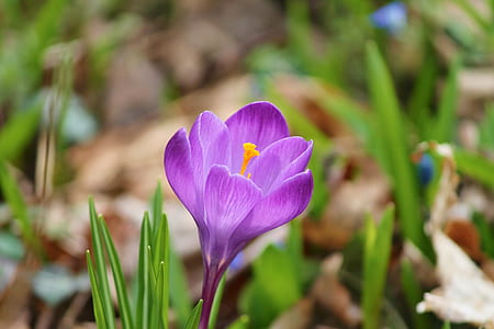 close-up photo of purple crocus flower thumbnail
