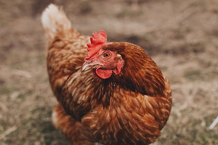 shallow focus photography of brown hen thumbnail