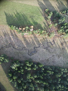 aerial view of trees thumbnail