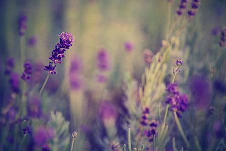 Selective Focus Photo of Lavender Flowers thumbnail
