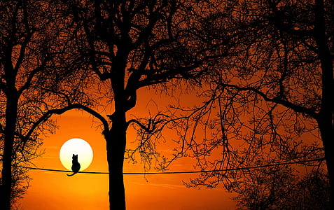 silhouette of a cat sitting on rope near trees thumbnail