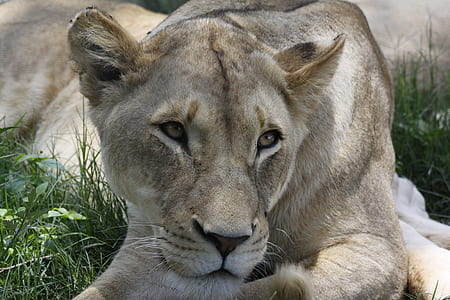 lioness lying on grass thumbnail