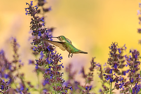 bird flying near purple petaled flower at daytime thumbnail