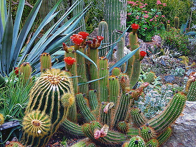cactus plants thumbnail
