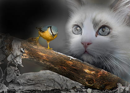 yellow and gray bird and white cat wallpaper thumbnail
