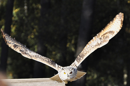 selective focus photography of gray and brown owl thumbnail