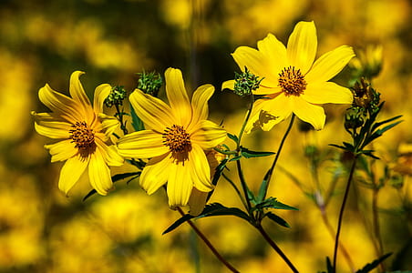 closeup photo of yellow daisies thumbnail