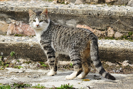 gray tabby cat standing on gray concrete stair during daytime thumbnail