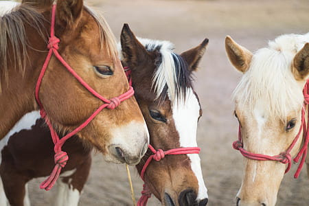 wildlife photography of three beige horse thumbnail