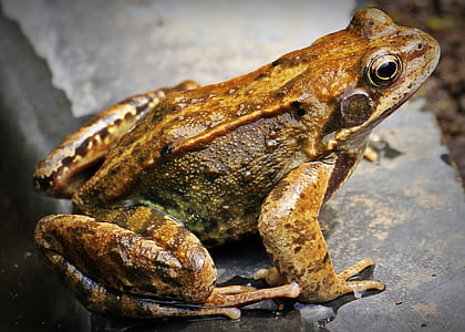 closeup photo brown frog thumbnail