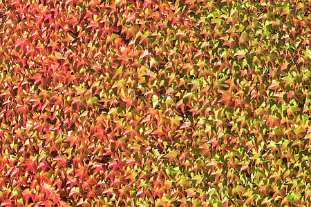 Autumn Leaves background pattern thumbnail