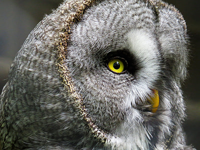 close up photo of gray owl thumbnail
