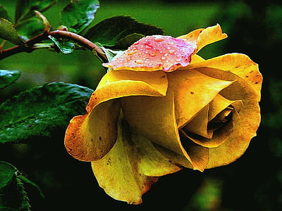 selective focus photography of yellow rose flower thumbnail