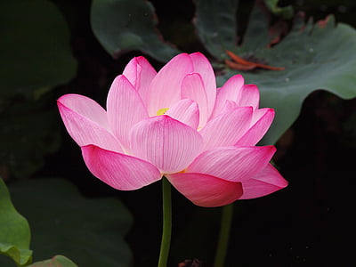 pink lotus flower in close up photography thumbnail